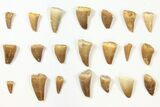 Lot: Assorted Fossil Mosasaur Teeth - Pieces #134129-1